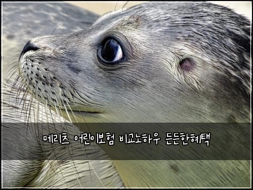 메리츠 어린이보험 비교노하우  든든한혜택