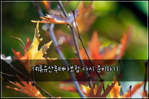 계류유산후태아보험 다시 준비하기