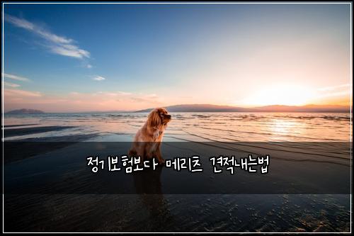 정기보험보다 메리츠 견적내는법