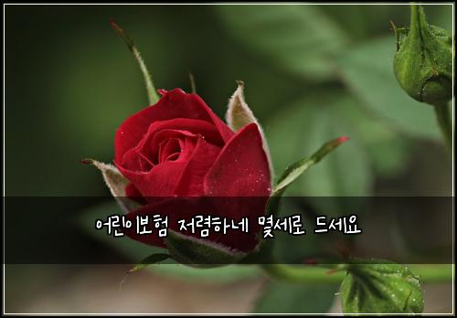 어린이보험 저렴하네  몇세로 드세요
