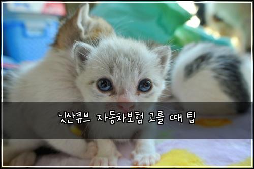 닛산큐브 자동차보험 고를 때 팁