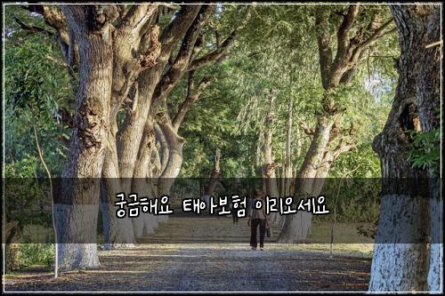 ๊ถ๊ธํด์ ํ์๋ณดํ ์ด๋ฆฌ์ค์ธ์