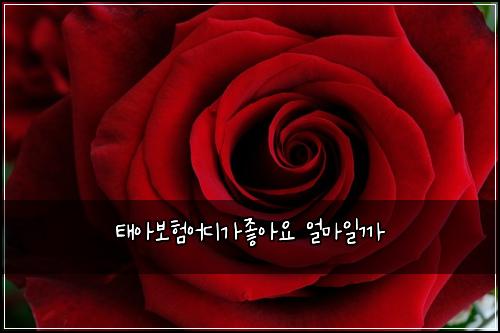 태아보험어디가좋아요 얼마일까