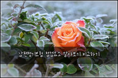 남편정기보험 점검요소  알아보기 비교하기