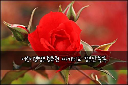 어린이생명보험추천 싸게비교 정보만쏙쏙