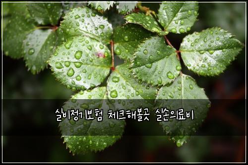 실비정기보험 체크해볼곳  실손의료비