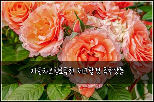 ์๋์ฐจ๋ณดํ๋ฃ์ถ์ฒ ์ฒดํฌํ ๊ฒ ์ถ์ฒ์ํ