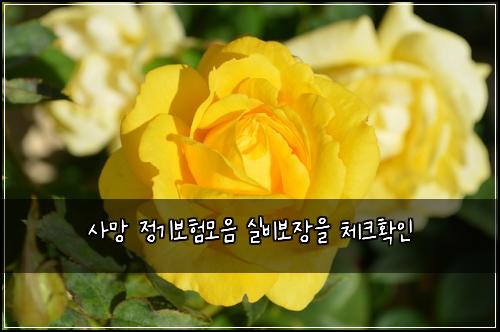 사망 정기보험모음 실비보장을 체크확인