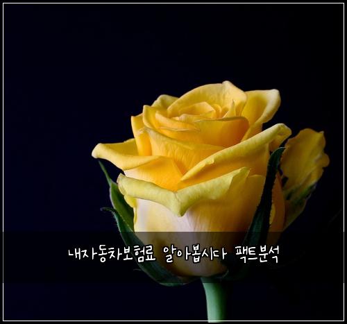 내자동차보험료 알아봅시다 팩트분석