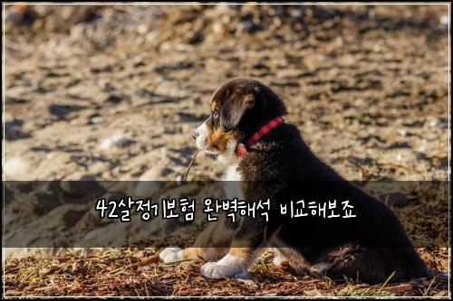 42살정기보험 완벽해석  비교해보죠