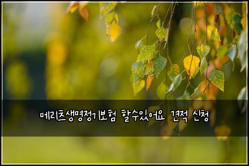 ๋ฉ๋ฆฌ์ธ ์๋ช
์ ๊ธฐ๋ณดํ ํ ์์์ด์ ๊ฒฌ์ ์ ์ฒญ