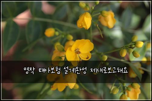 명작 태아보험 설계완성  제대로보고해요