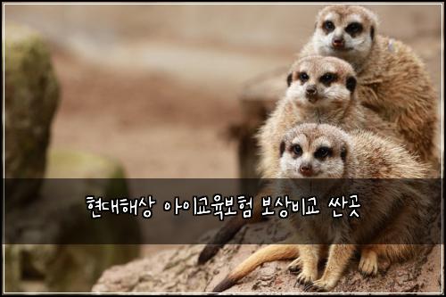 현대해상 아이교육보험 보상비교  싼곳