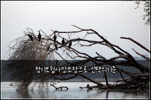 정기보험사망보장으로 선택의기준
