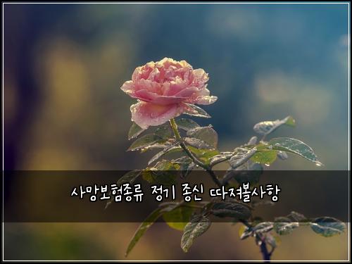 사망보험종류 정기 종신 따져볼사항
