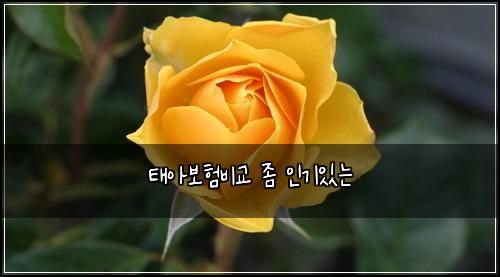 태아보험비교 좀 인기있는