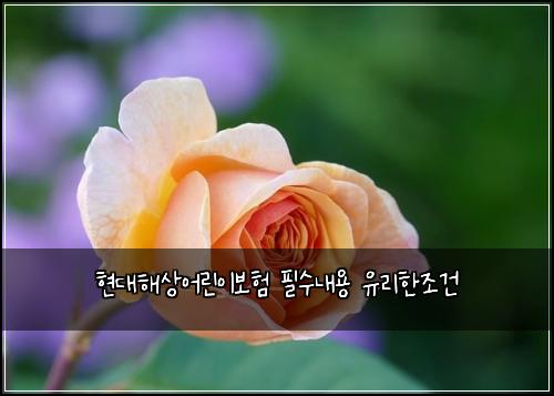 현대해상어린이보험 필수내용  유리한조건