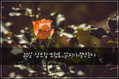 20살 암보험 보험료 살피기 절약된다