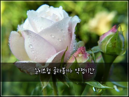 실비보험 골라볼까  약정기간