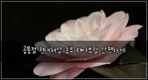 공통점 현대해상 동부 태아보험 간편하게 