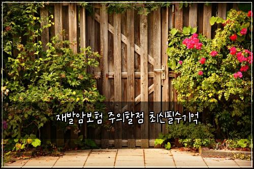 재발암보험 주의할점  최신필수기억