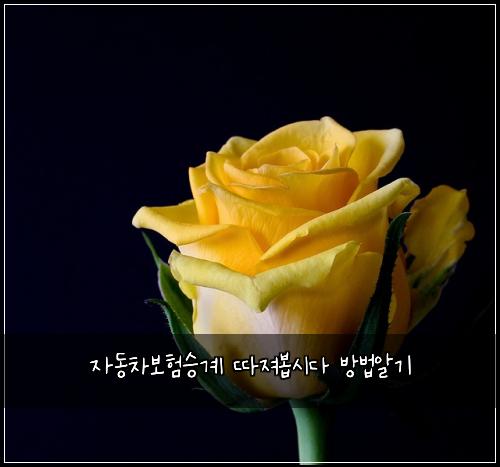 자동차보험승계 따져봅시다 방법알기
