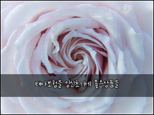 태아보험을 임신초기에 좋은상품을