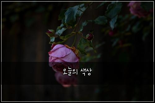오늘의 색상