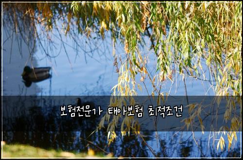 ๋ณดํ์ ๋ฌธ๊ฐ ํ์๋ณดํ ์ต์ ์กฐ๊ฑด