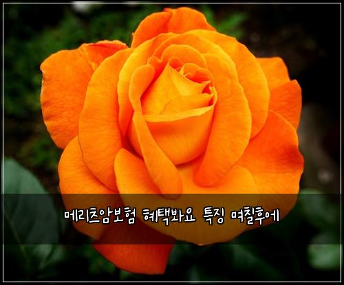 메리츠암보험 혜택봐요  특징 며칠후에
