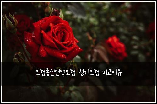 보험종신변액보험 정기보험 비교이유