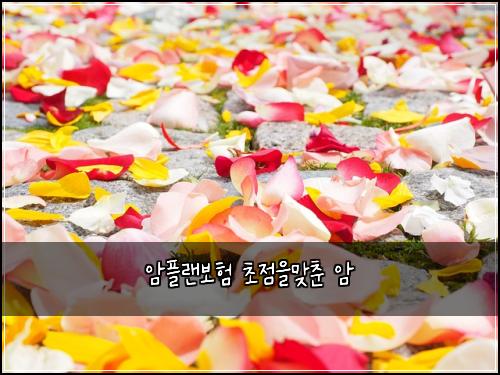암플랜보험 초점을맞춘  암