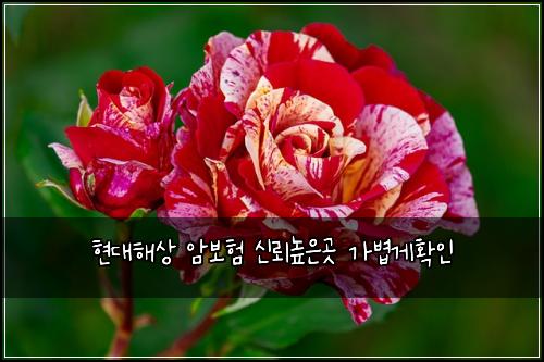ํ๋ํด์ ์๋ณดํ ์ ๋ขฐ๋์๊ณณ ๊ฐ๋ณ๊ฒํ์ธ