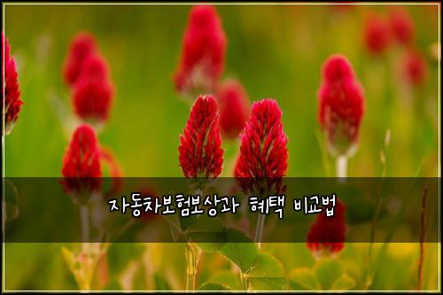 자동차보험보상과 혜택 비교법