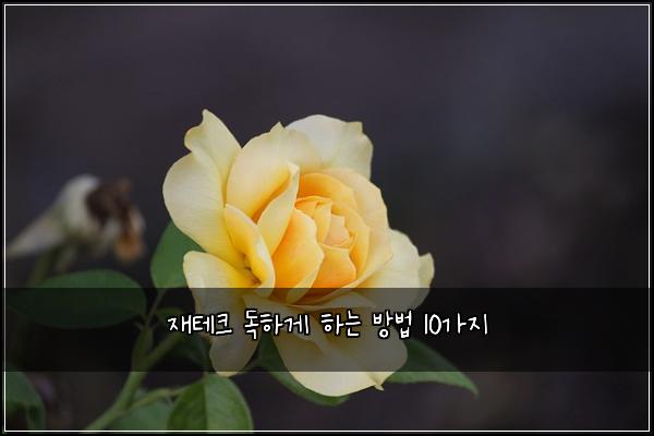 ์ฌํ
ํฌ ๋
ํ๊ฒ ํ๋ ๋ฐฉ๋ฒ 10๊ฐ์ง