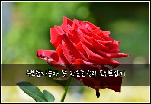 무보험자동차 뜻 확실한정리 포인트잡기