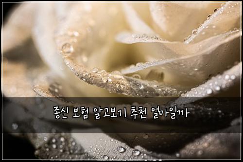 종신 보험 알고보기  추천 얼마일까