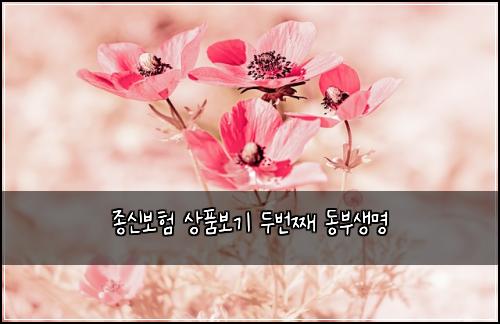 종신보험 상품보기  두번째 동부생명