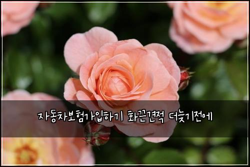 자동차보험가입하기 화끈견적 더늦기전에