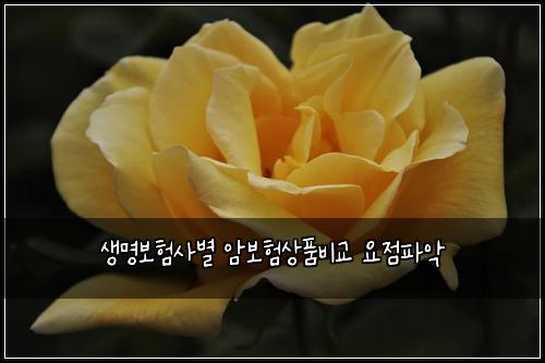 생명보험사별 암보험상품비교 요점파악