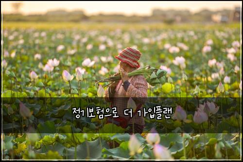 정기보험으로 더 가입플랜