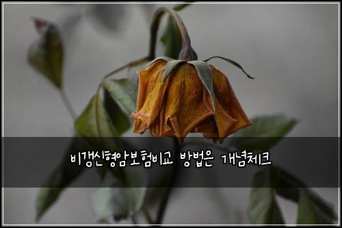 비갱신형암보험비교 방법은 개념체크