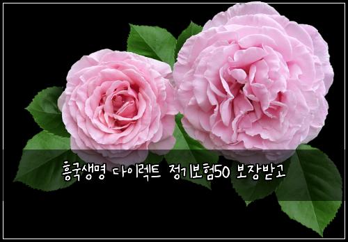 흥국생명 다이렉트 정기보험50 보장받고