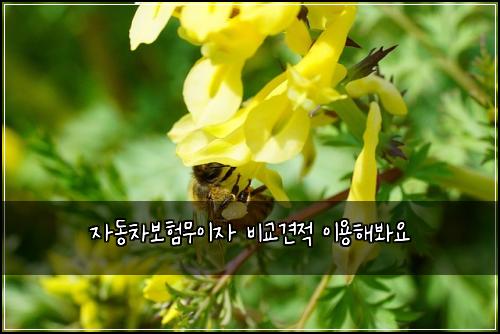 ์๋์ฐจ๋ณดํ๋ฌด์ด์ ๋น๊ต๊ฒฌ์ ์ด์ฉํด๋ด์