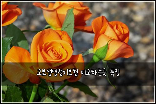 교보생명정기보험 비교하는곳  특징