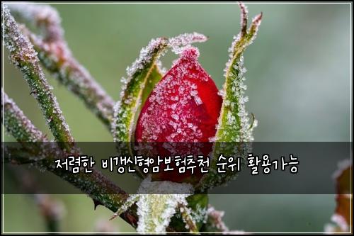 저렴한 비갱신형암보험추천 순위 활용가능