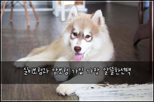 실비보험과 암보험 가입 가장 알뜰한선택