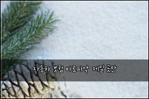 자동차 보험 바로파악  제일 곳만