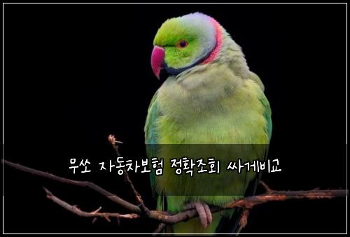 ๋ฌด์ ์๋์ฐจ๋ณดํ ์ ํ์กฐํ ์ธ๊ฒ๋น๊ต