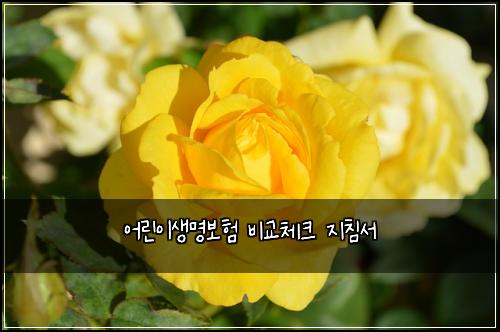 ์ด๋ฆฐ์ด์๋ช
๋ณดํ ๋น๊ต์ฒดํฌ ์ง์นจ์